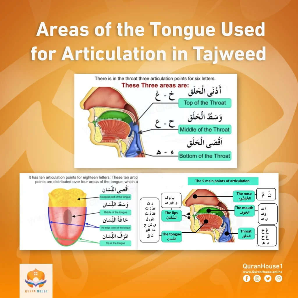 Areas of the Tongue Used for Articulation in Tajweed